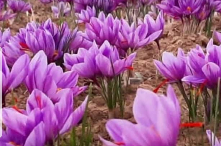 زعفران نگین صادراتی درجه یک