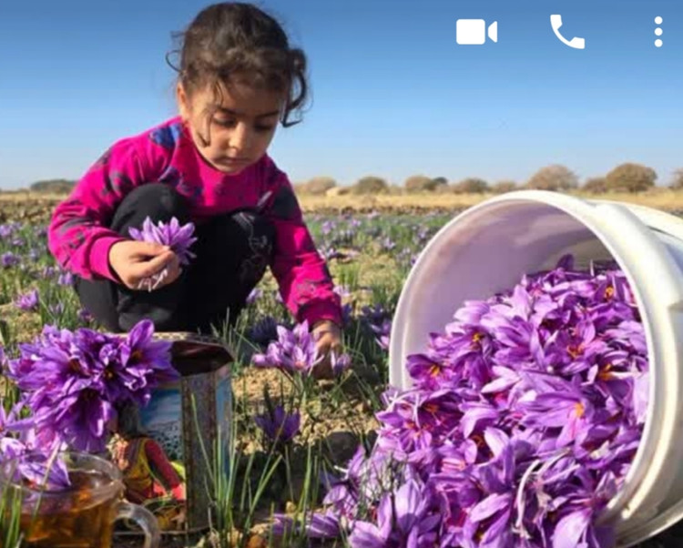 زعفران نگین صادراتی درجه یک