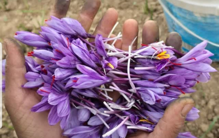 زعفران نگین صادراتی درجه یک